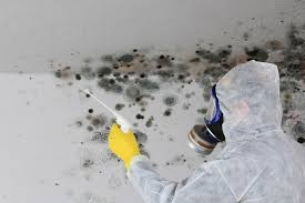 Best Basement Mold Removal  in Dryden, MI